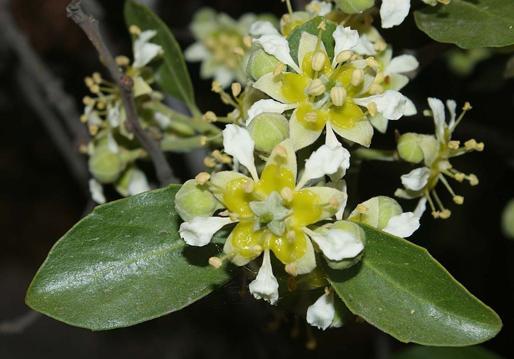 quillay-flor-1024x716 (1)